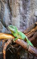 dragon d'eau vert chinois sur branche d'arbre photo