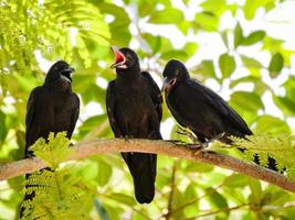 Trois corbeaux charognards sur branche d'arbre avec fond vert nature photo