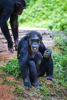 Singe chimpanzé assis sur le sol en train de manger des fruits dans le parc national photo