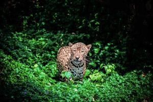 tigre léopard jaguar des animaux la faune chasse photo