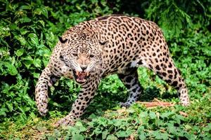 rugir tigre léopard jaguar animal faune chasse photo