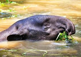 tapir malais mangeant de la nourriture sur l'eau dans la réserve faunique photo