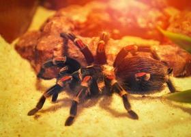 grande araignée tarentule cacher sur le rocher tarentule mexicaine redknee photo