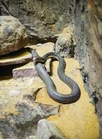 cobra royal allongé sur le sol rocheux ophiophagus hannah photo