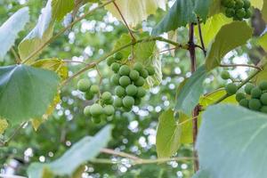 des raisins verts sont suspendus à une vigne au milieu d'un vignoble. photo