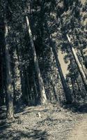 grands arbres, chemin de randonnée, parc national de la montagne de la table, le cap. photo