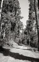 sentier de randonnée dans le parc national de tablemountain, le cap. photo