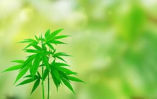 cadre photo feuille de marijuana herbes sur fond vert
