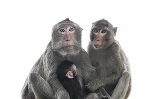 les parents singes, les mères singes et les bébés singes vivent ensemble comme une famille. photo