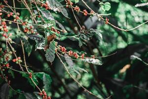 gros plan de la maturation des baies de café arabica sur l'arbre photo