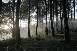soleil du matin qui brille à travers la forêt de pins. photo