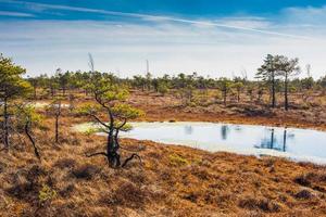 Marécage, arbres et ciel bleu nuageux dans le parc national de Kemeri en Lettonie
