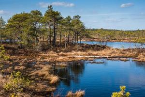 Marécage, arbres et ciel bleu nuageux dans le parc national de Kemeri en Lettonie