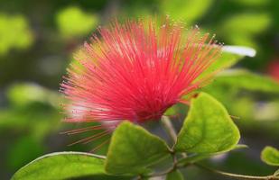 gros plan, de, fleur rose, et, feuilles vertes photo