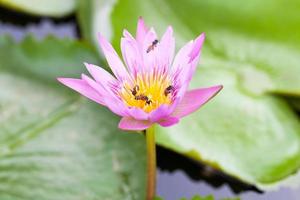 abeille et fleur de lotus photo