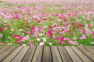 table en bois sur champ cosmos photo