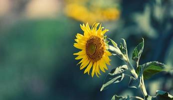 champ avec des tournesols en fleurs un jour d'été photo