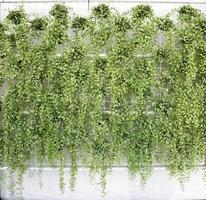 plantes vertes verticales photo