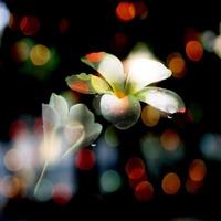 fleurs et bokeh photo