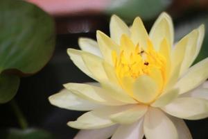 beau nénuphar ou fleur de lotus dans un étang
