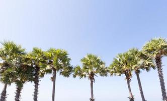 palmiers à sucre au bord de la mer photo