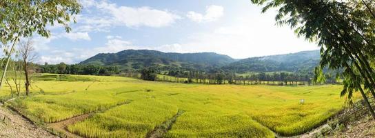 rizière et montagne photo