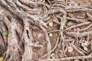 racines d'un vieil arbre dans le parc photo