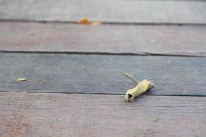 feuille sèche sur le plancher en bois photo