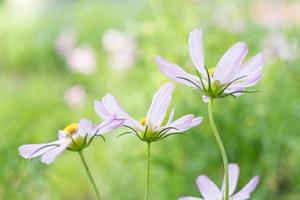 petites fleurs dans le jardin photo