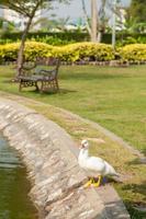canards blancs dans le parc photo