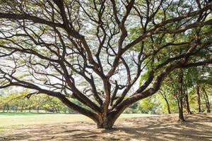 arbre sur la pelouse photo