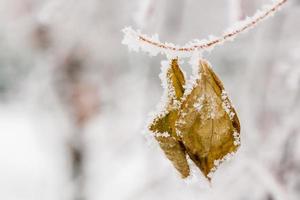 feuilles d'hiver couvertes de neige et de givre photo