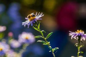 fleurs des champs sur lesquelles les insectes et les abeilles sont assis en gros plan photo