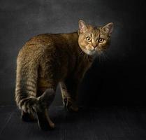 portrait de une gris Écossais tout droit chat sur une noir Contexte photo