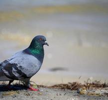 une ville Pigeon des promenades sur le sol sur une été journée photo