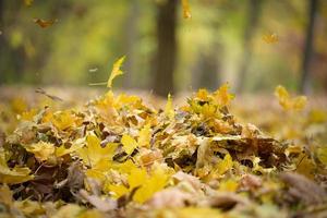 feuilles d'érable sèches dorées qui tournent dans l'air au-dessus du sol. paysage d'automne dans le parc photo