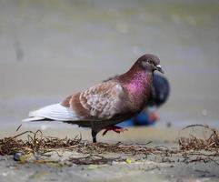 ville Pigeon des promenades sur le sol sur une été journée photo