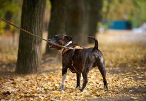 américain fosse taureau terrier chien sur une laisse des stands dans le l'automne parc photo