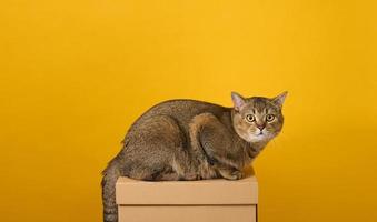 adulte gris chat, cheveux courts Écossais aux oreilles droites, est assis sur une Jaune Contexte. le animal est assis sur une marron papier carton boîte photo