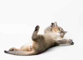 peu chaton Écossais chinchilla mensonges sur une blanc arrière-plan, mignonne animal pièces photo