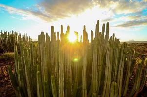 cactus au coucher du soleil photo