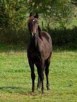 les chevaux dans le allemand pays de munster photo