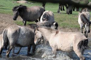 les chevaux dans le allemand pays de munster photo