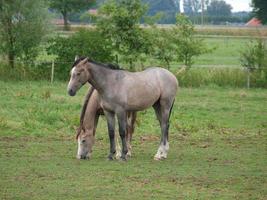 chevaux en westphalie photo