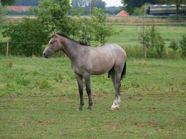 chevaux en westphalie photo