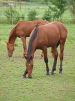 chevaux en westphalie photo