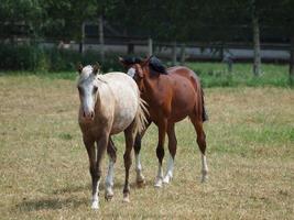 chevaux en westphalie photo