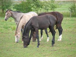 chevaux en westphalie photo