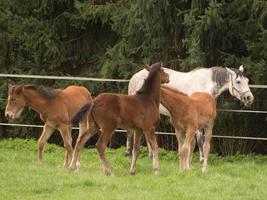 poulains et les chevaux dans Allemagne photo