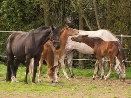 chevaux sur un pré allemand photo